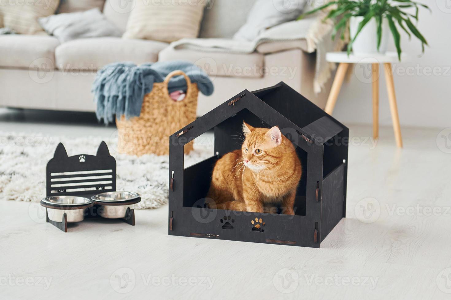 Cute cat is in pet booth that indoors in the modern domestic room photo