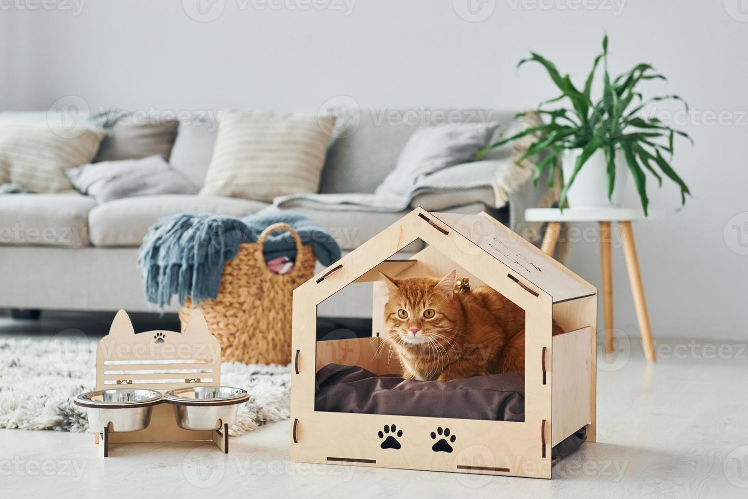 Cute cat is in pet booth that indoors in the modern domestic room photo