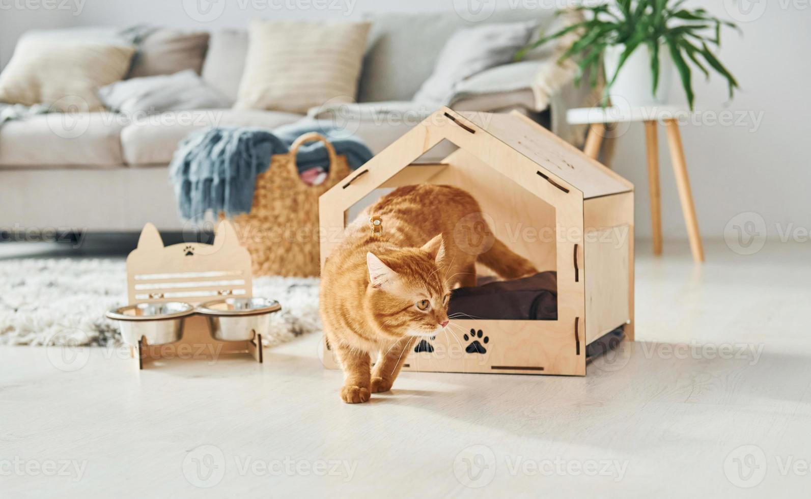 Cute cat is in pet booth that indoors in the modern domestic room photo