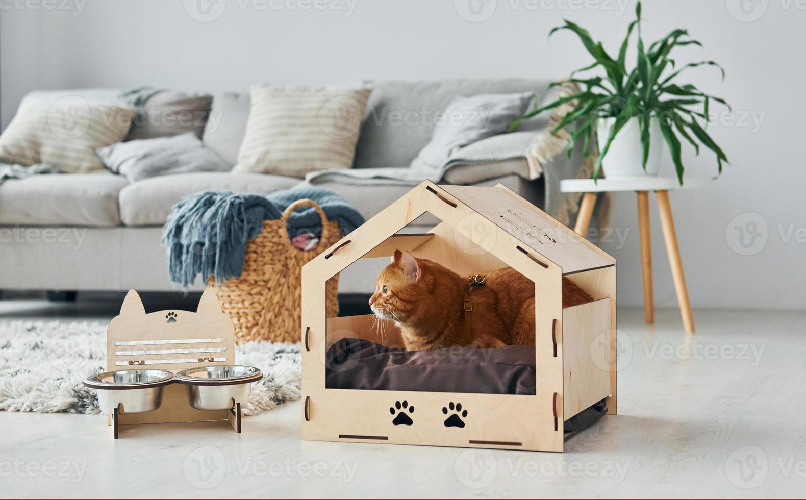 Cute cat is in pet booth that indoors in the modern domestic room photo