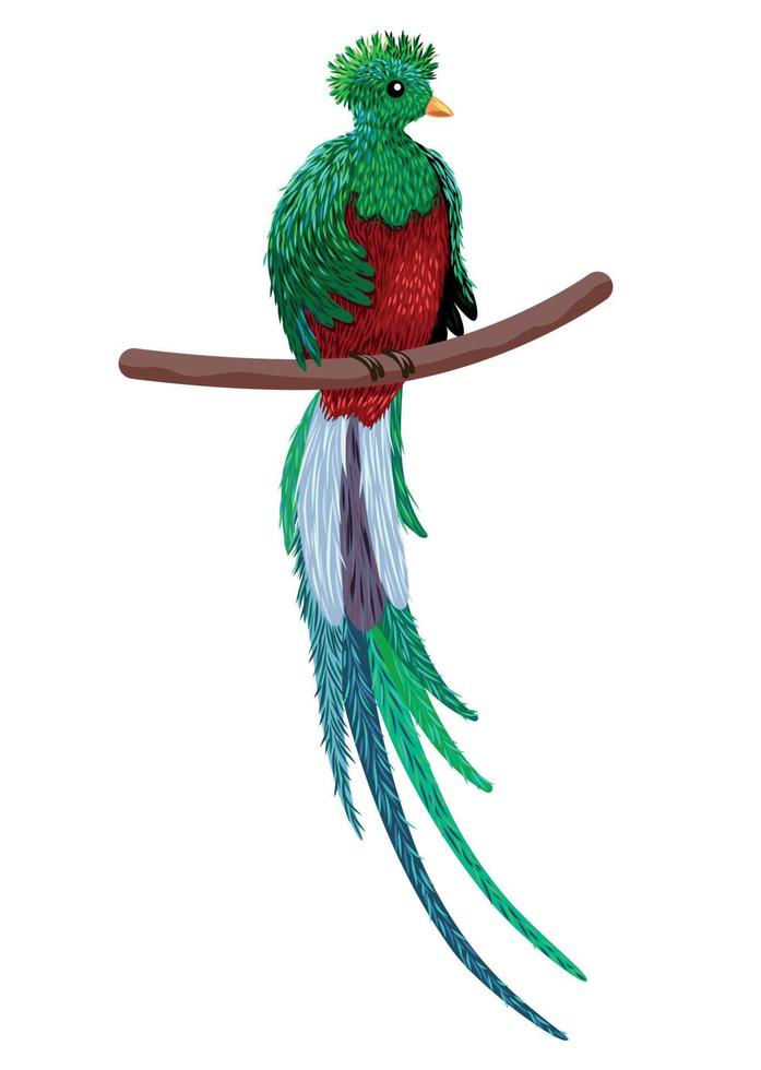 Hand drawn quetzal bird. Colorful illustration. Quetzal sitting on a branch. vector