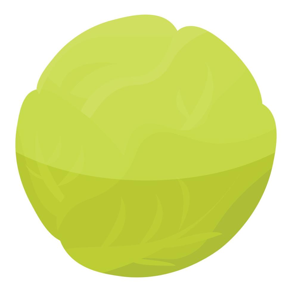 Eco garden cabbage icon, isometric style vector