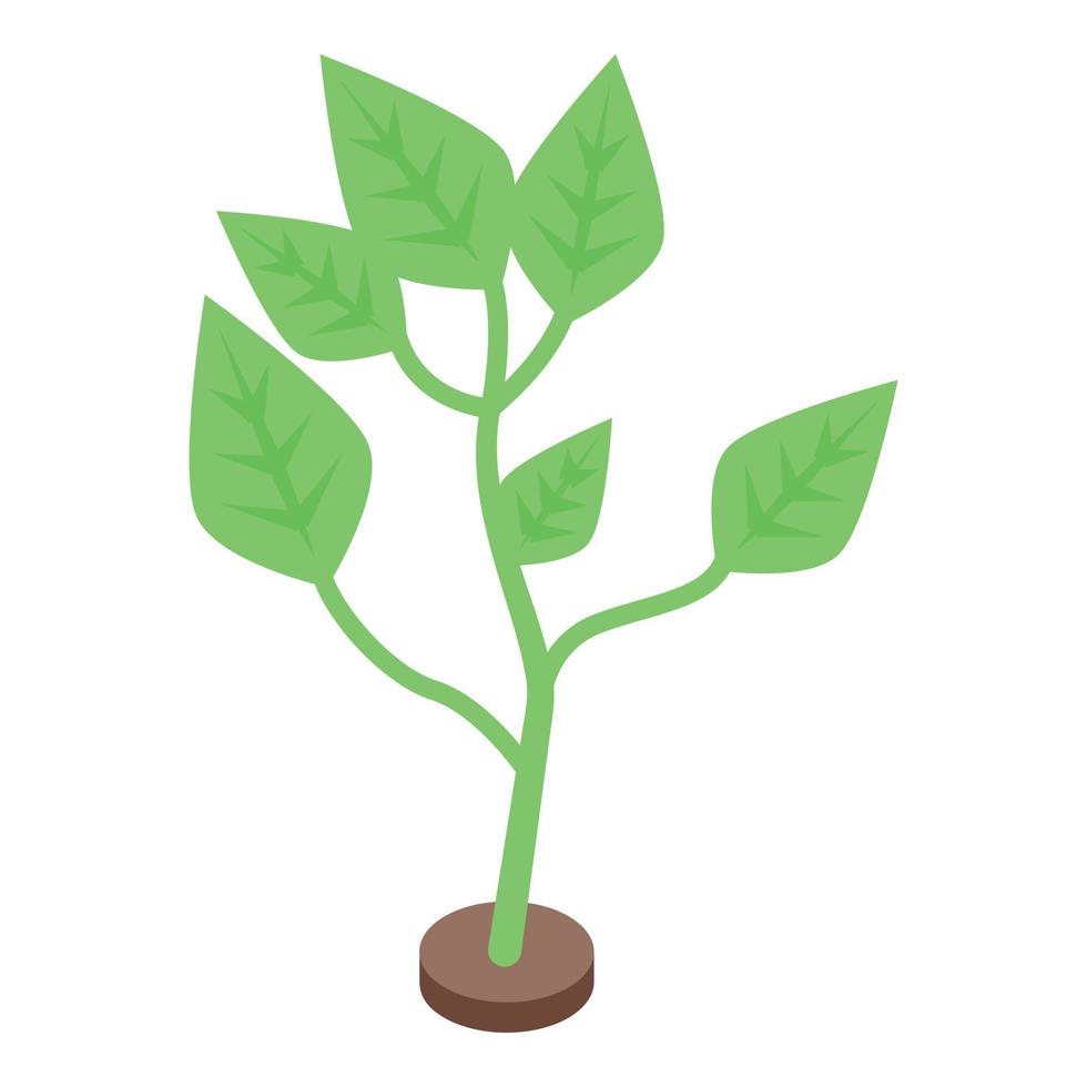 Natural soybean plant icon, isometric style vector