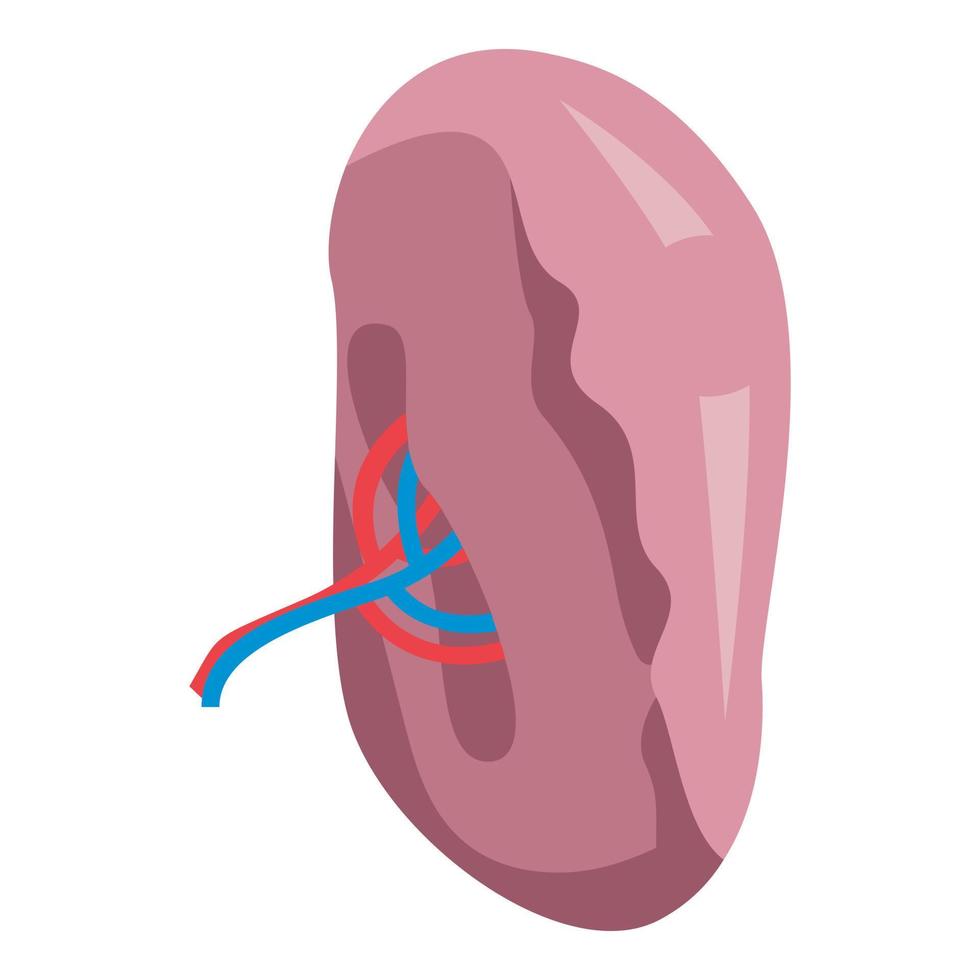 Spleen organ icon, isometric style vector