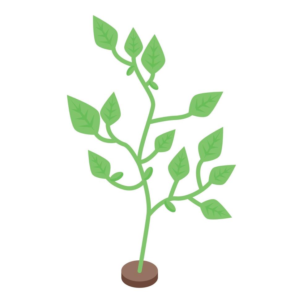 Farm soybean plant icon, isometric style vector