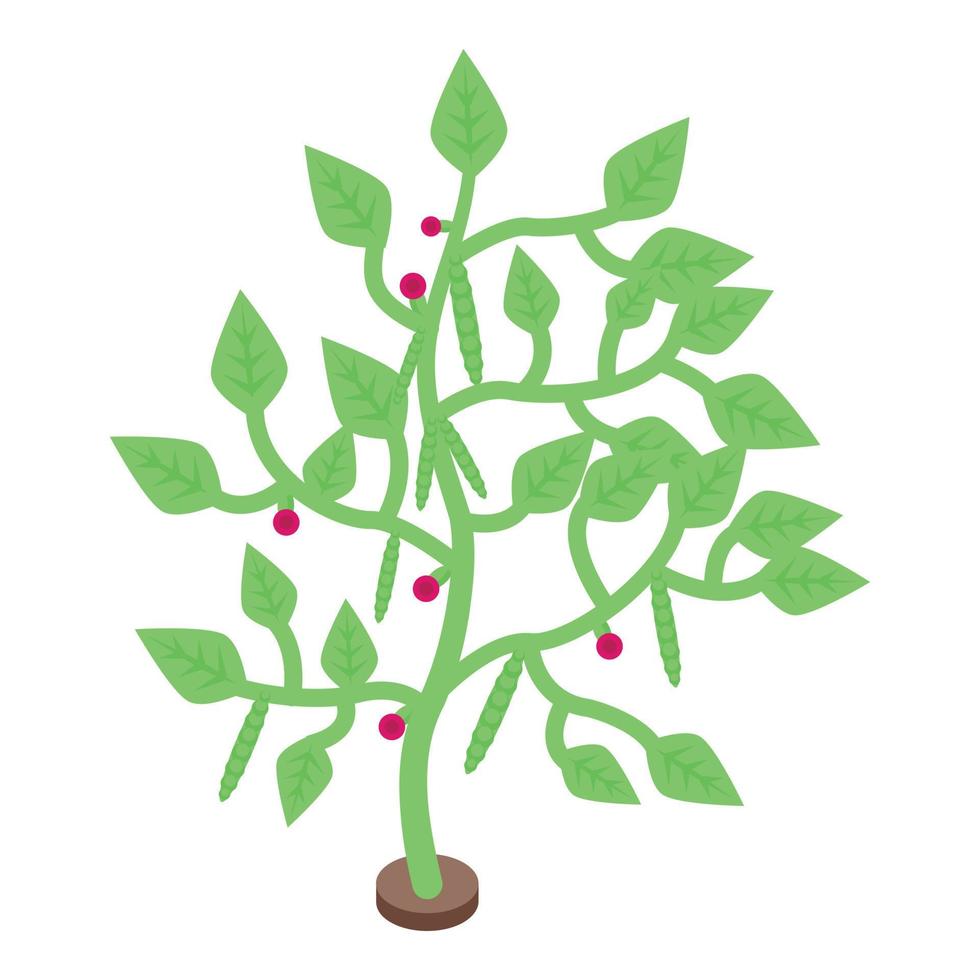 Soybean plant icon, isometric style vector