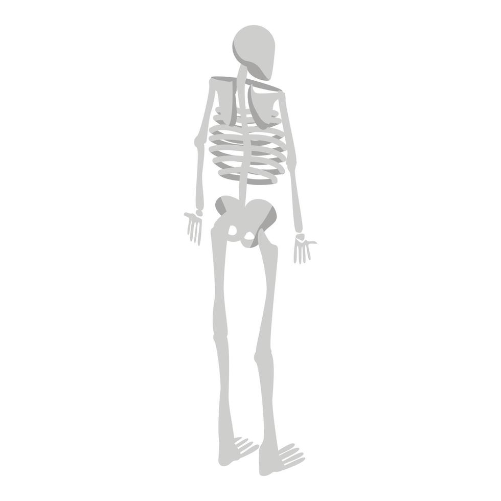 Back of human skeleton icon, isometric style vector