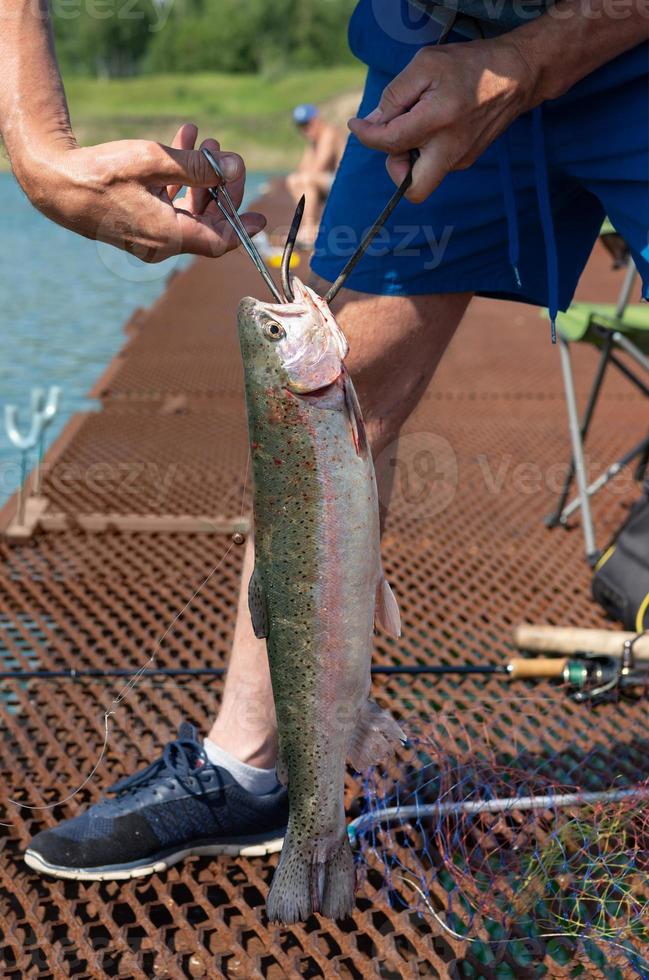 A fisherman catches fish on a trout farm with a spinning rod and picks it up with a net. photo
