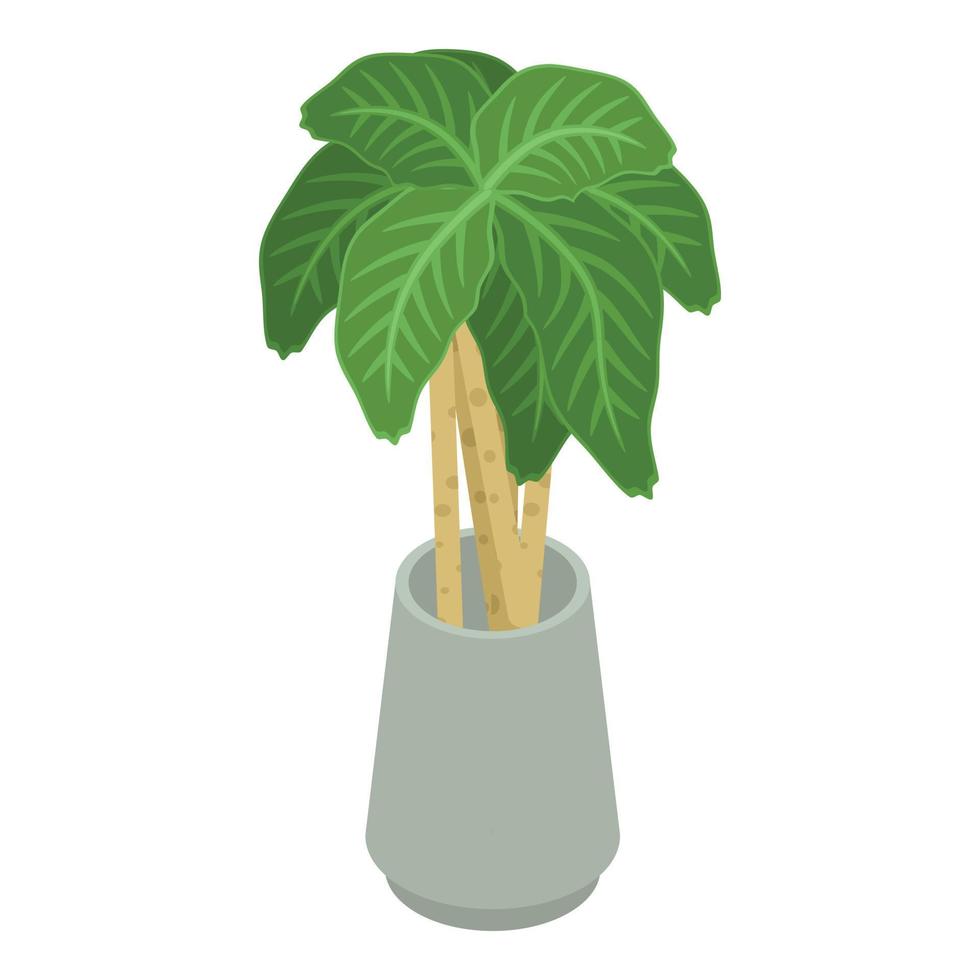 Big leaf pot plant icon, isometric style vector