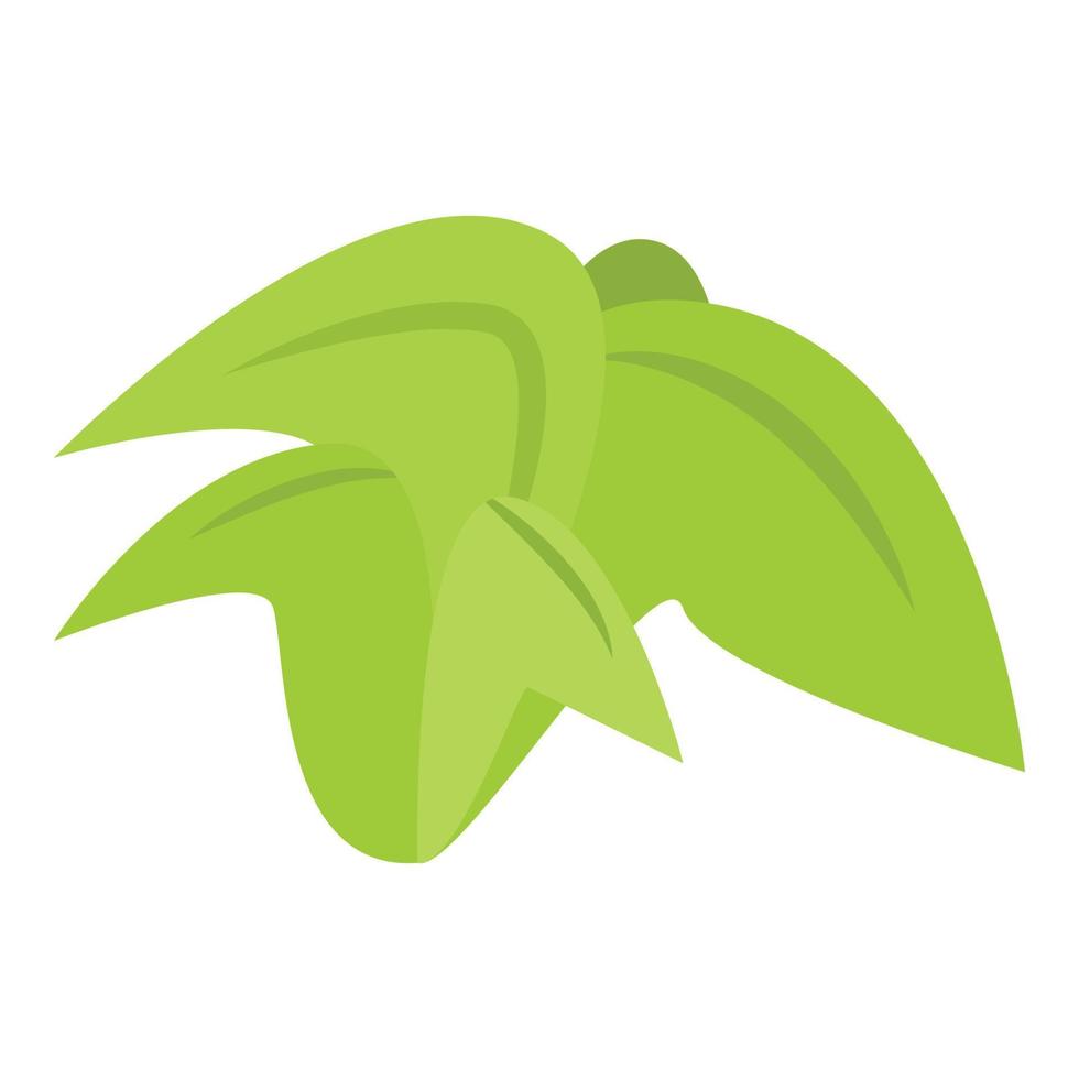 Palm tree leaf icon, isometric style vector