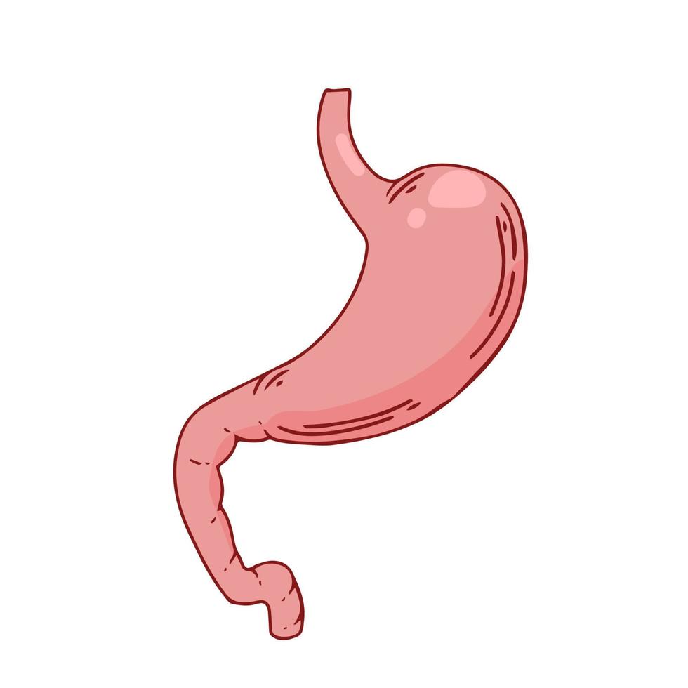 estómago humano órgano interno, anatomía. ilustración de icono plano de dibujos animados de vector aislado sobre fondo blanco.
