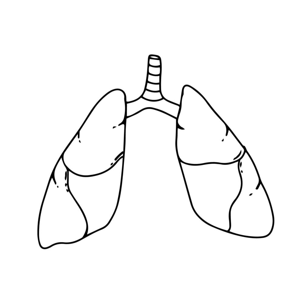 Lungs Human Internal Organ Isolated White Background With Gradient Mesh, Vector Illustration,