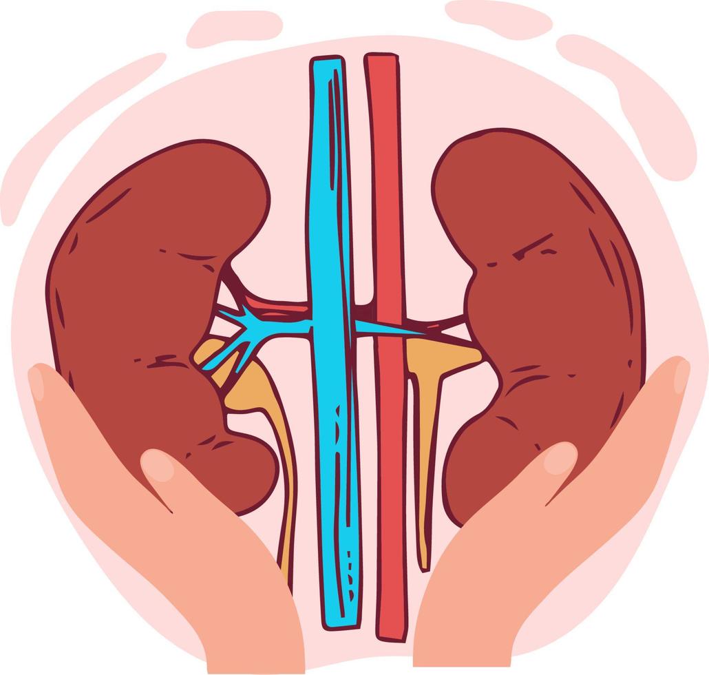 riñón ilustración vectorial órgano aislado fondo blanco con malla de degradado, ilustración vectorial, vector