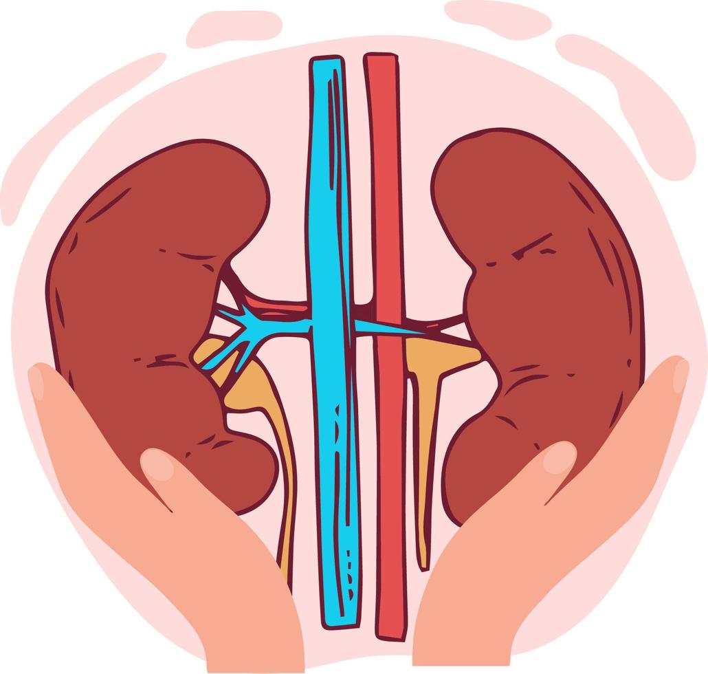 Kidney Vector Illustration Organ Isolated White Background With Gradient Mesh, Vector Illustration,