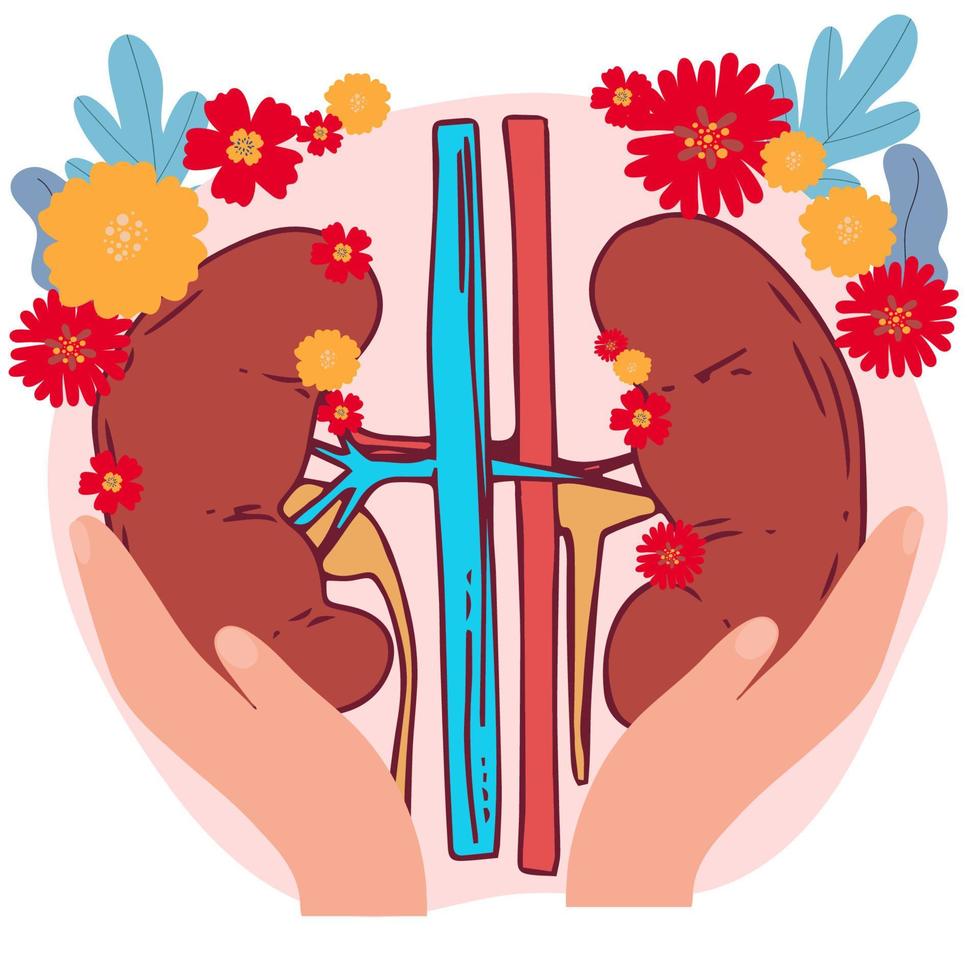 Kidney Vector Illustration Organ Isolated White Background With Gradient Mesh, Vector Illustration,