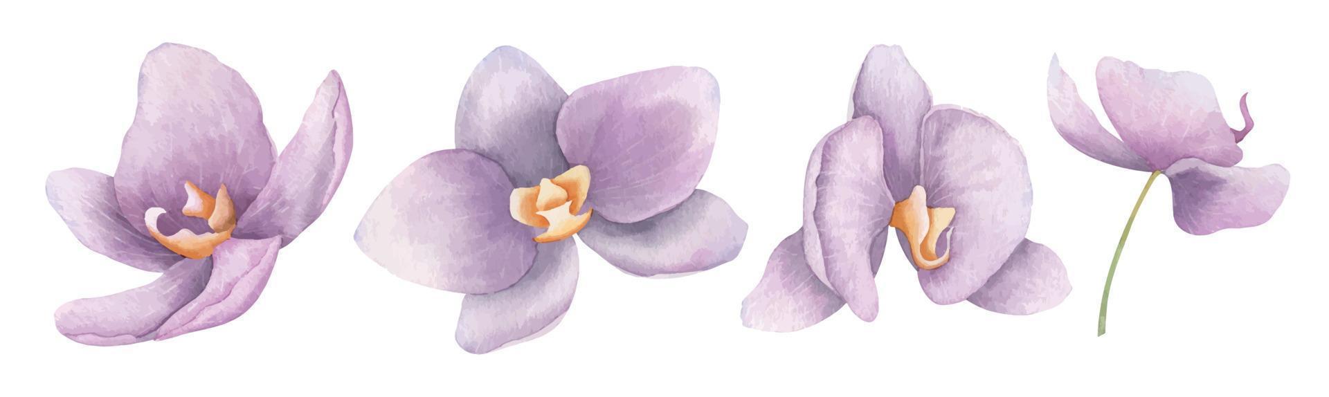 flores acuarelas de phalaenopsis orquídea púrpura. ilustración floral dibujada a mano en delicados colores rosas. dibujo botánico de plantas exóticas tropicales para tarjetas de felicitación o invitaciones de boda. vector