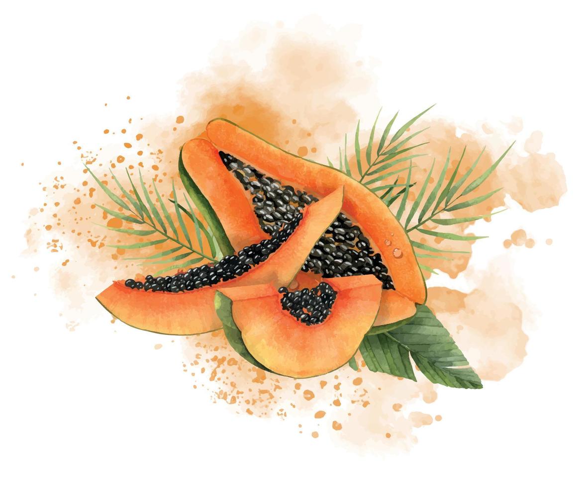 Watercolor orange Papaya slices with green palm leaves and splashes. Hand drawn illustration of sweet Tropical exotic Fruit on isolated background for production packaging or logo. Drawing of pawpaw. vector