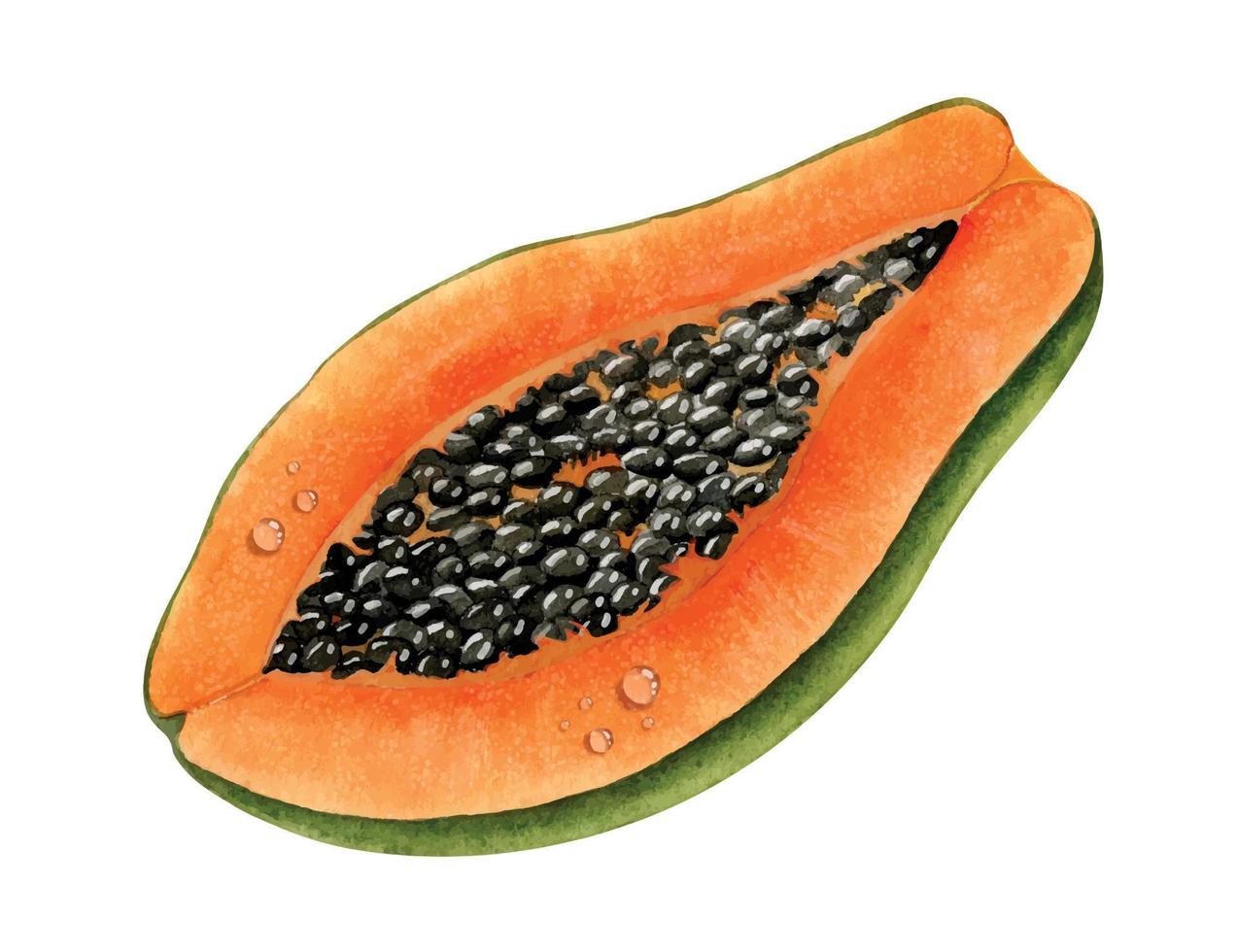 Watercolor half of Papaya. Hand painted illustration of Exotic tropical Fruit on isolated background. Botanical sketch of healthy dessert. Drawing of orange pawpaw for product packaging design vector
