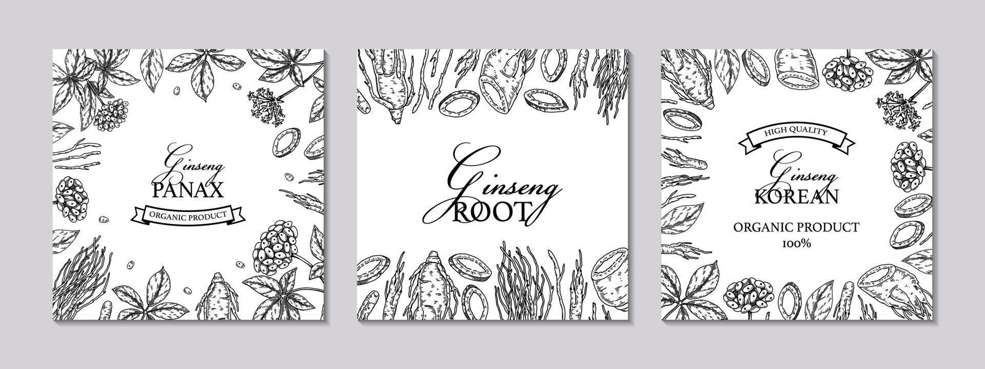 Set of ginseng square designs. Hand drawn botanical vector illustration in sketch style. Can be used for packaging, label, badge. Herbal medicine background