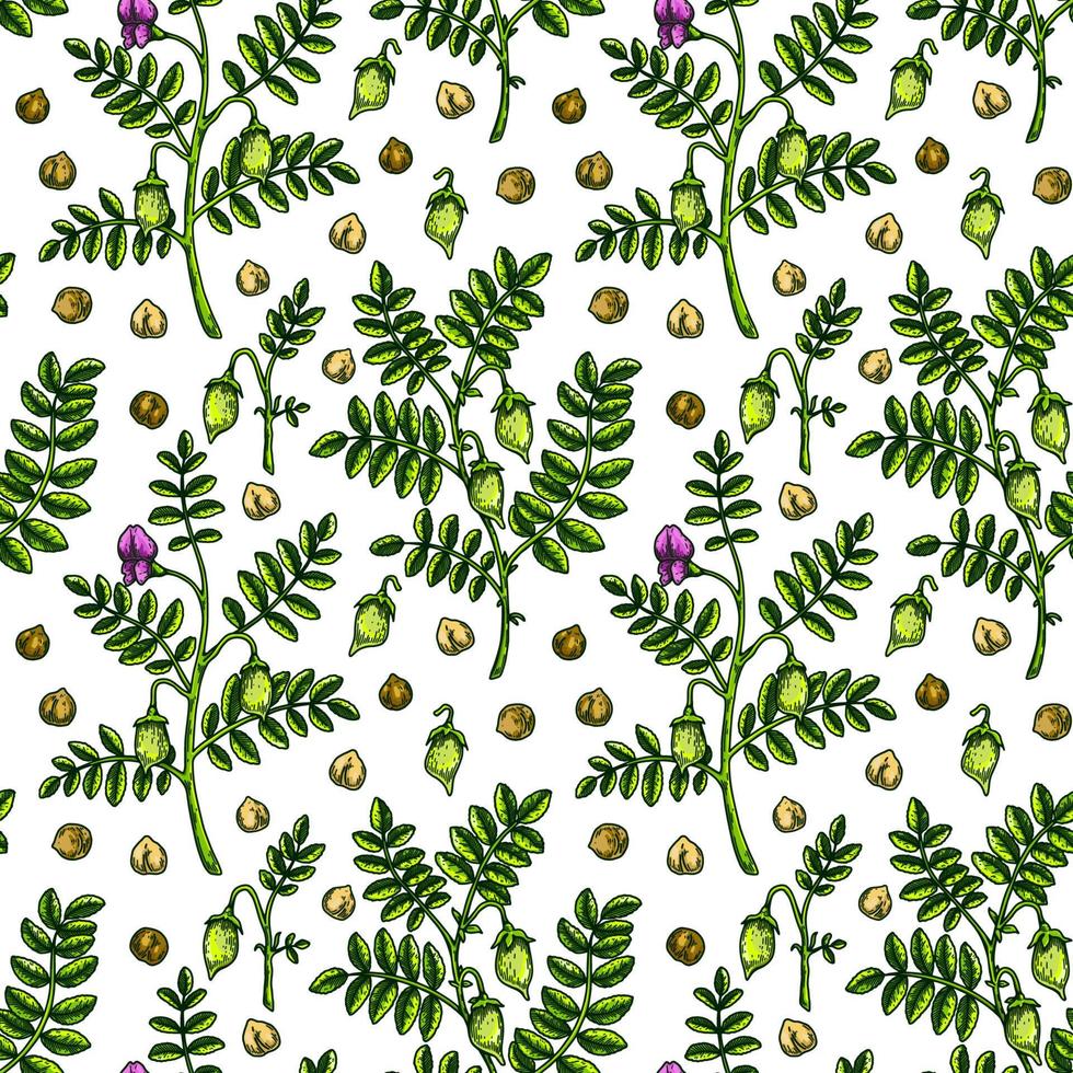 Hand drawn chickpeas seamless pattern. Vector illustration in colored sketch style