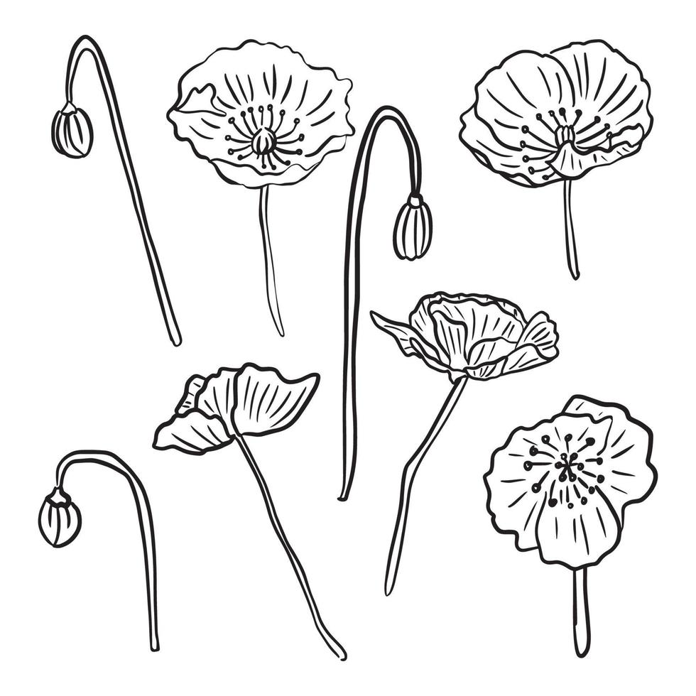 Hand drawn vector poppy flower. Isolated on white background. Doodle drawing. Floral design. Line-art.