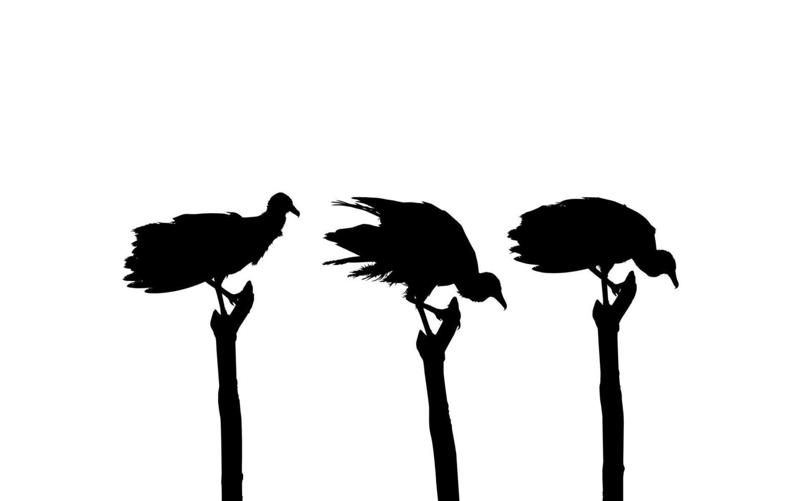 Silhouette of the Flock of the Black Vulture Bird, Based on my Photography as Image Reference, Location in Nickerie, Suriname, South America. Vector Illustration
