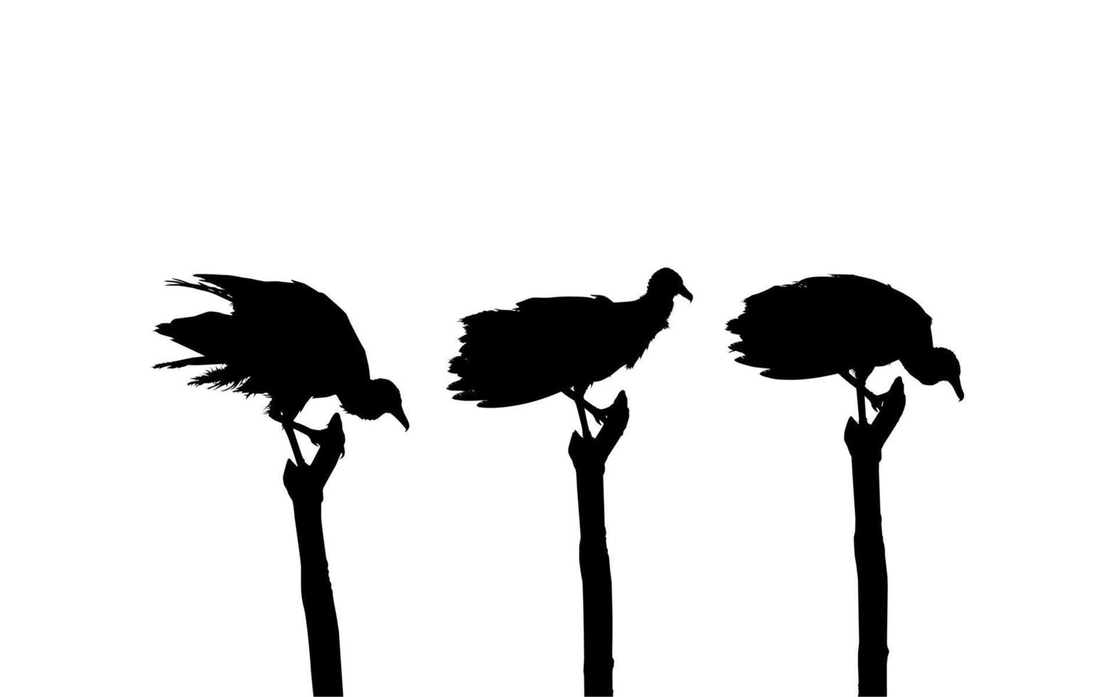 Silhouette of the Flock of the Black Vulture Bird, Based on my Photography as Image Reference, Location in Nickerie, Suriname, South America. Vector Illustration