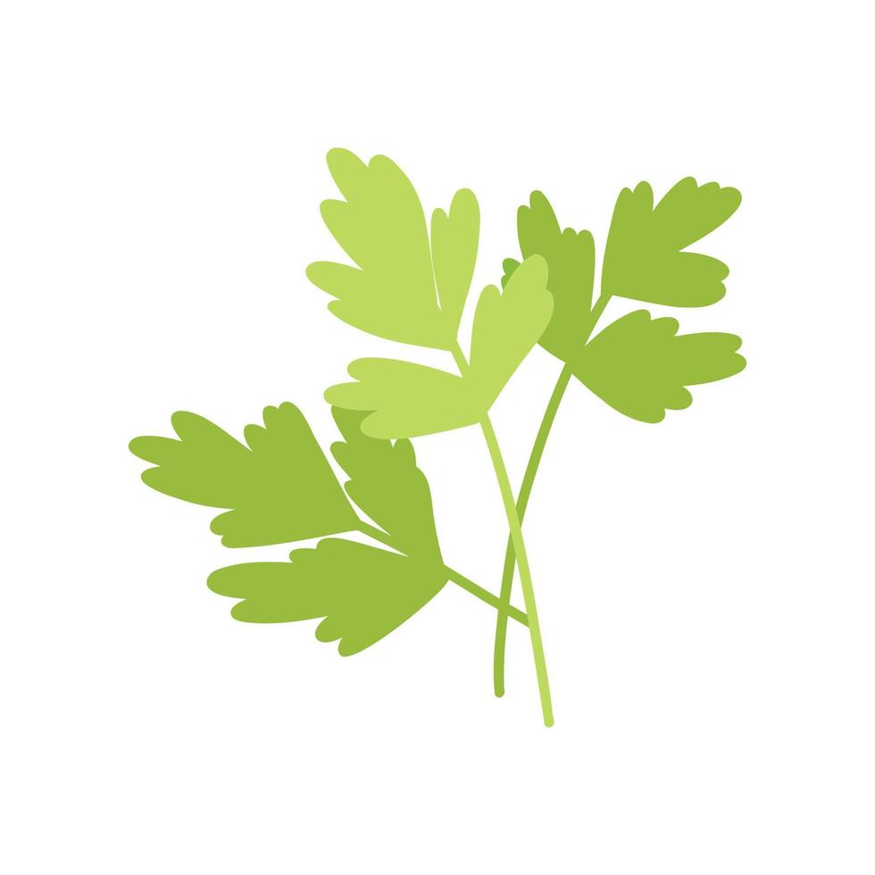 hojas de perejil verde fresco en estilo plano de dibujos animados. ilustración vectorial dibujada a mano de verduras, hierbas para cocinar vector