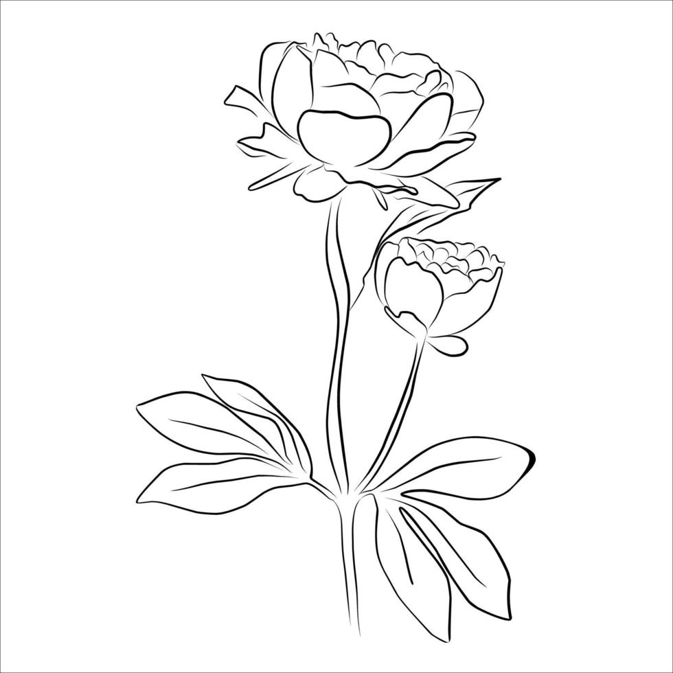 An illustration with a peony flower isolated on a white background. Vector illustration. Black silhouette. Realistic vector illustration of a peony. Hand-drawn vector illustration