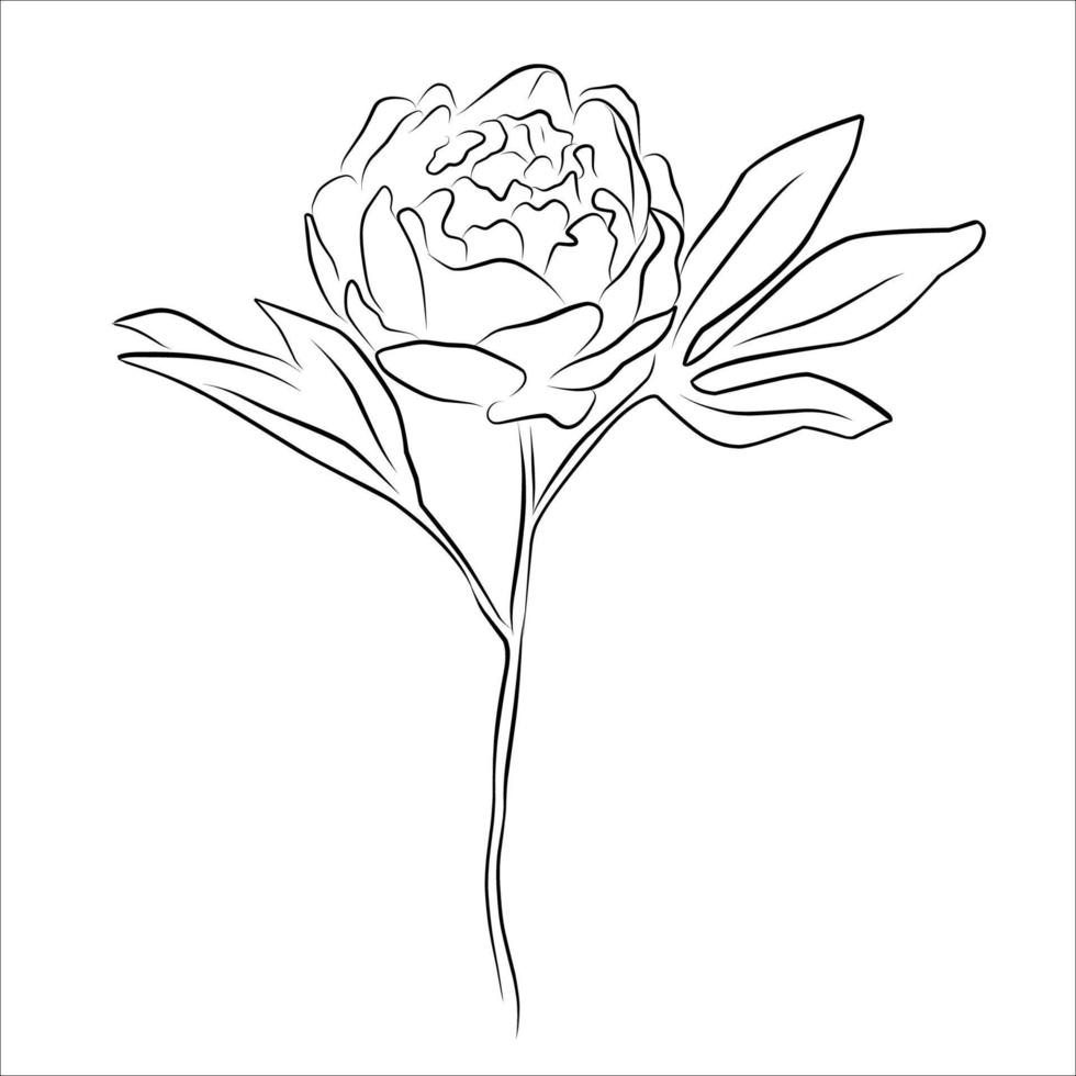 An illustration with a peony flower isolated on a white background. Vector illustration. Black silhouette. Realistic vector illustration of a peony. Hand-drawn vector illustration