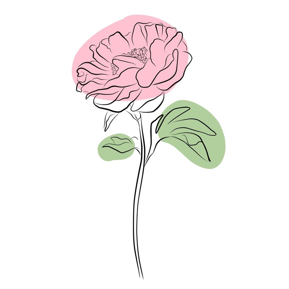 una ilustración con una flor de peonía aislada en un fondo blanco. ilustración vectorial silueta negra. ilustración vectorial realista de una peonía. ilustración vectorial dibujada a mano vector