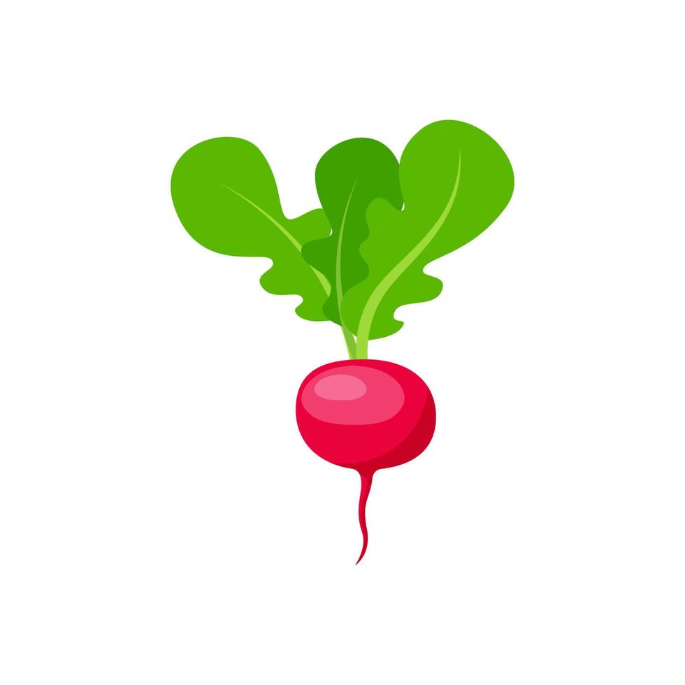 Radish vector isolated on white background