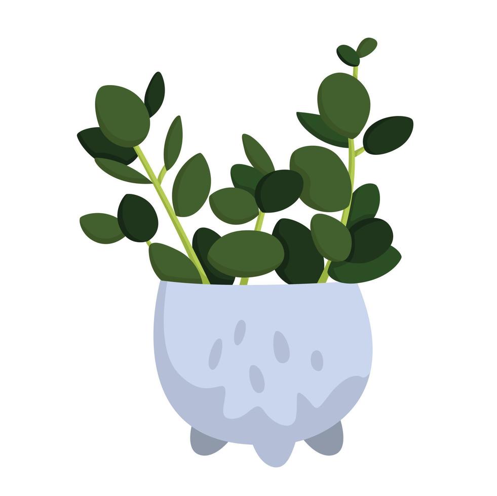 casa planta peperomia ilustración vector clipart