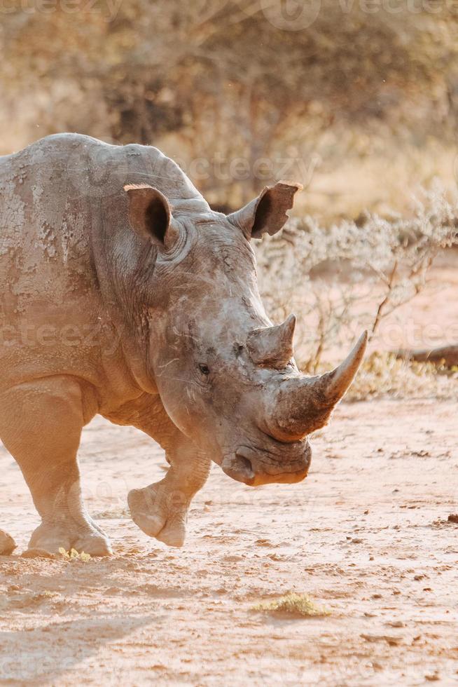 White rhino, South Africa photo