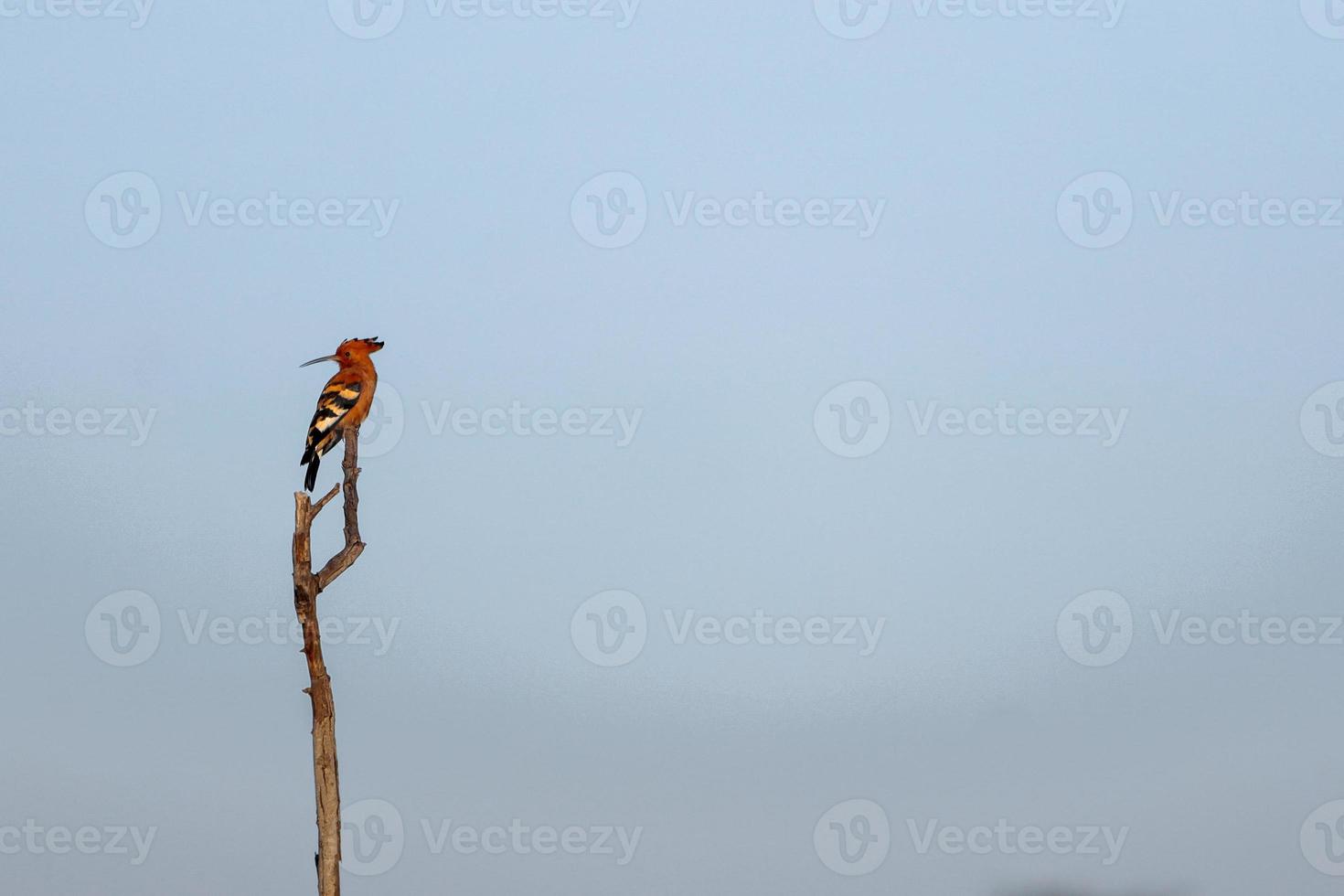 hermoso pájaro se sienta en un tocón de árbol foto