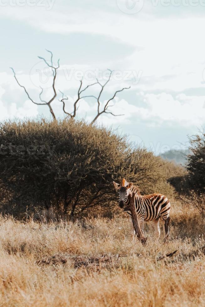 African zebra, South Africa photo