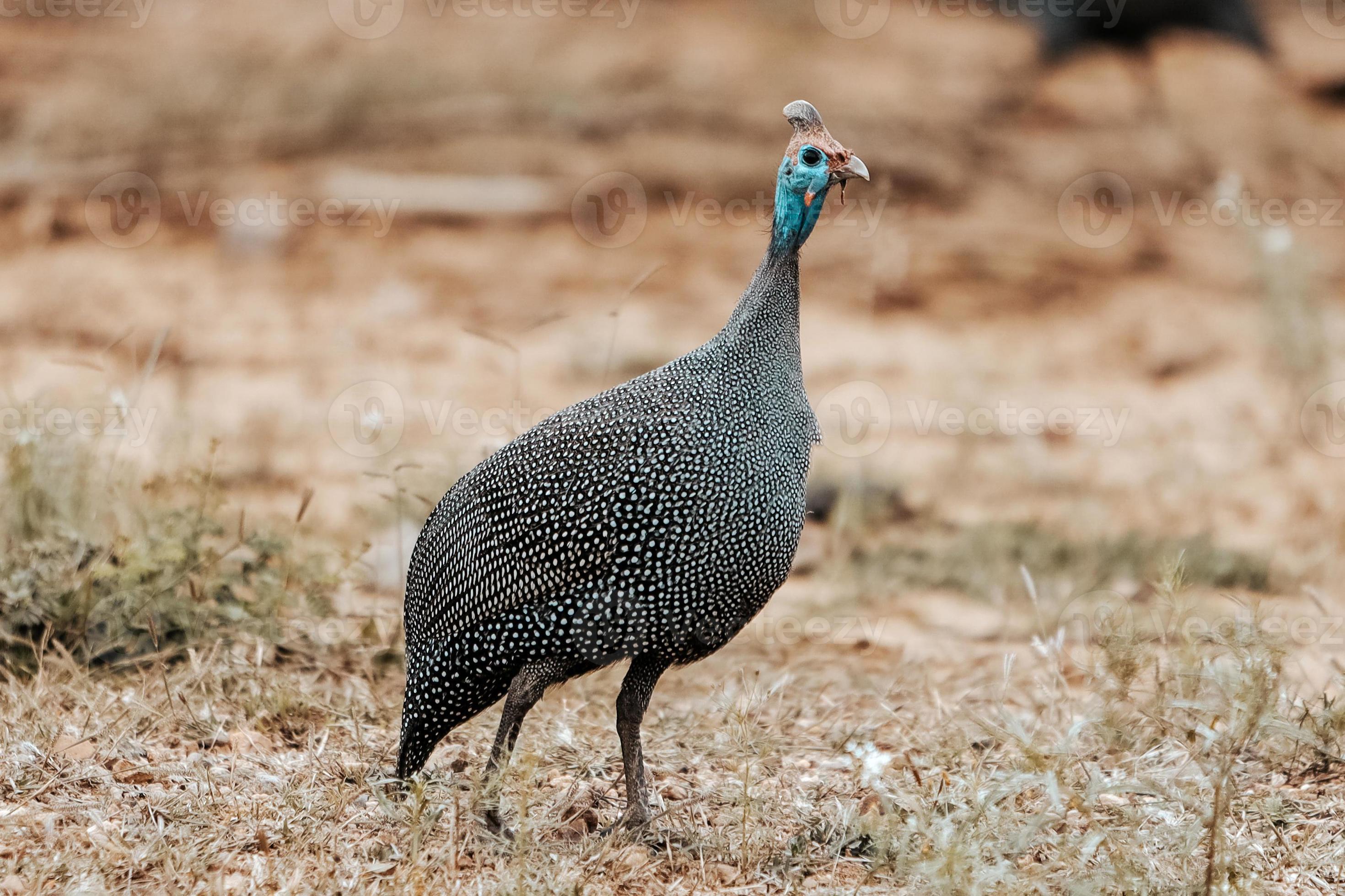 The Unexpected Danger Of Guinea Fowl: Are They Safe? - wi25ti9
