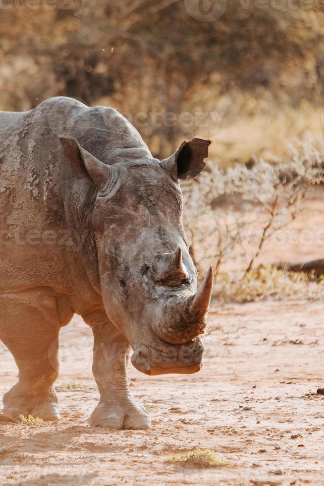 Endangered white rhino photo