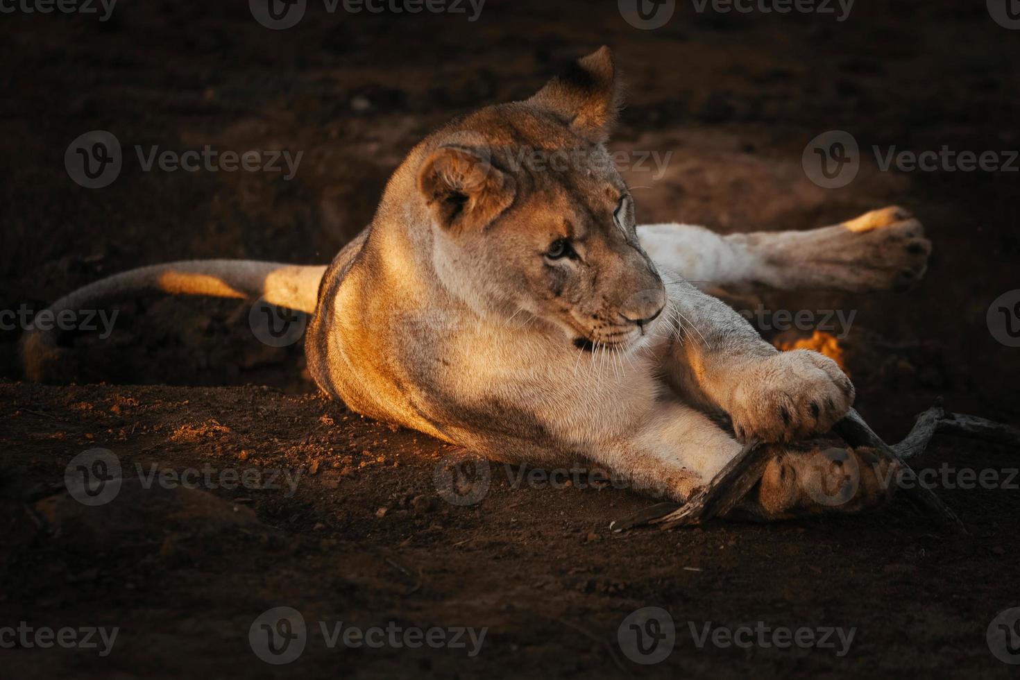 Female african lion playing with a stick at sunset photo