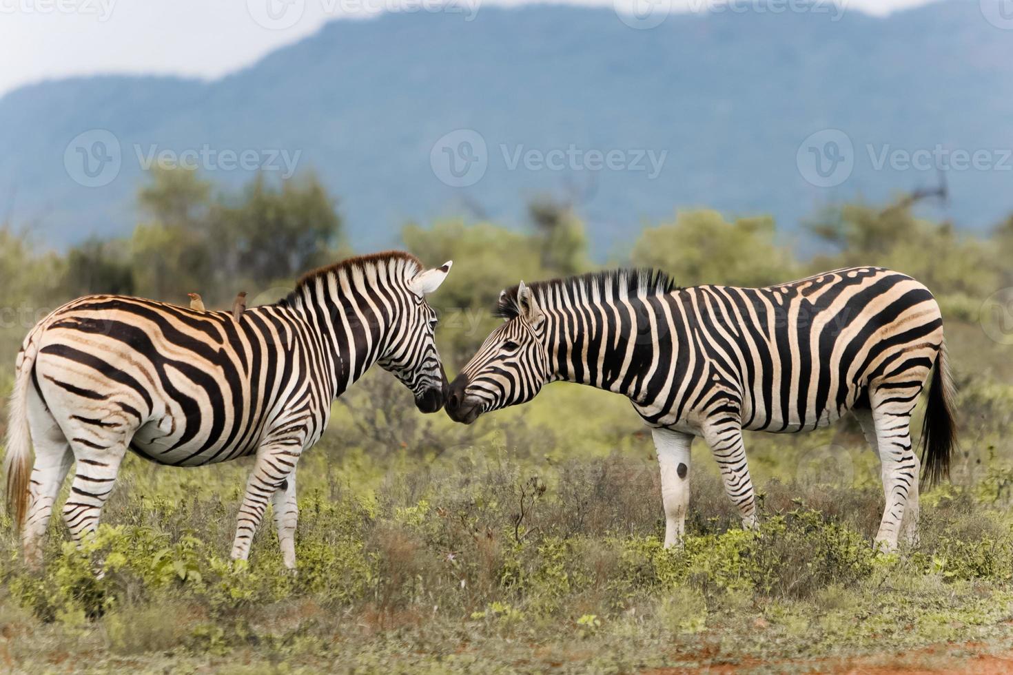 cebra sudafricana foto