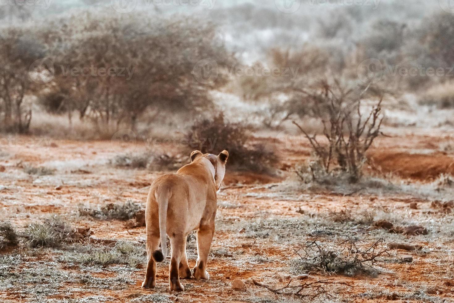 Female lion hunting its prey photo