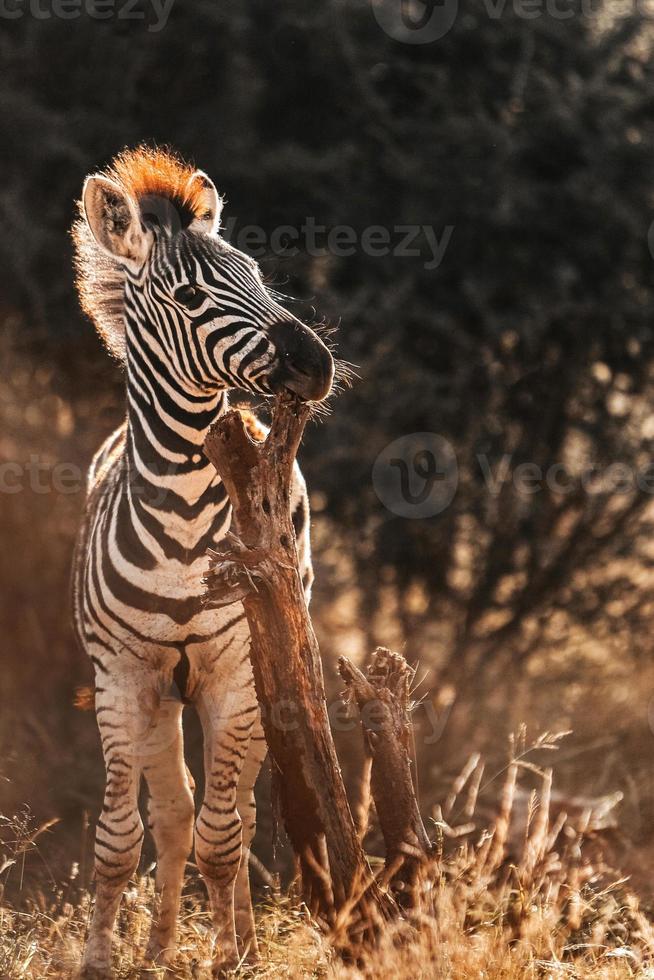 cebra africana, sudáfrica foto