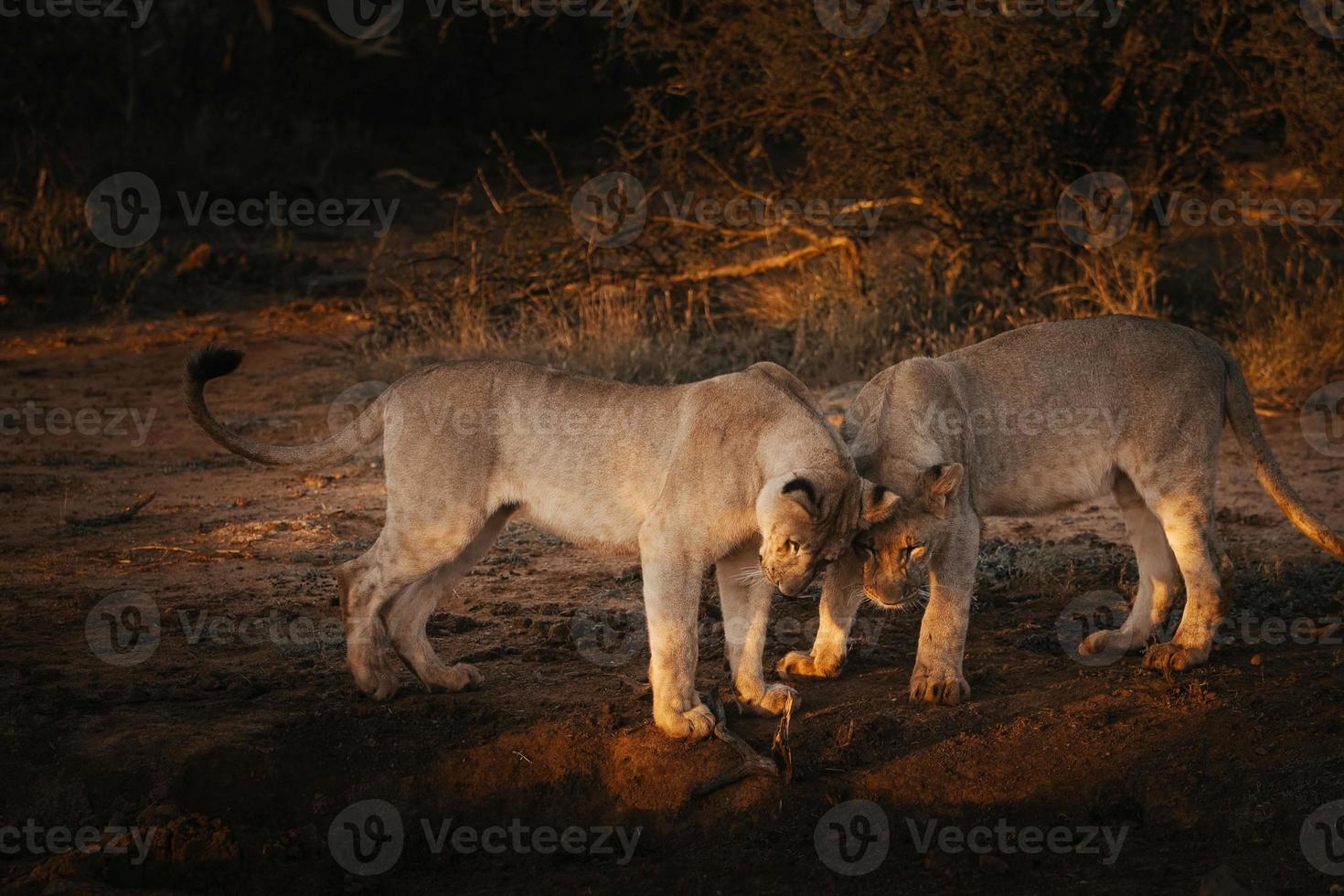 cachorros de león juguetones al atardecer foto