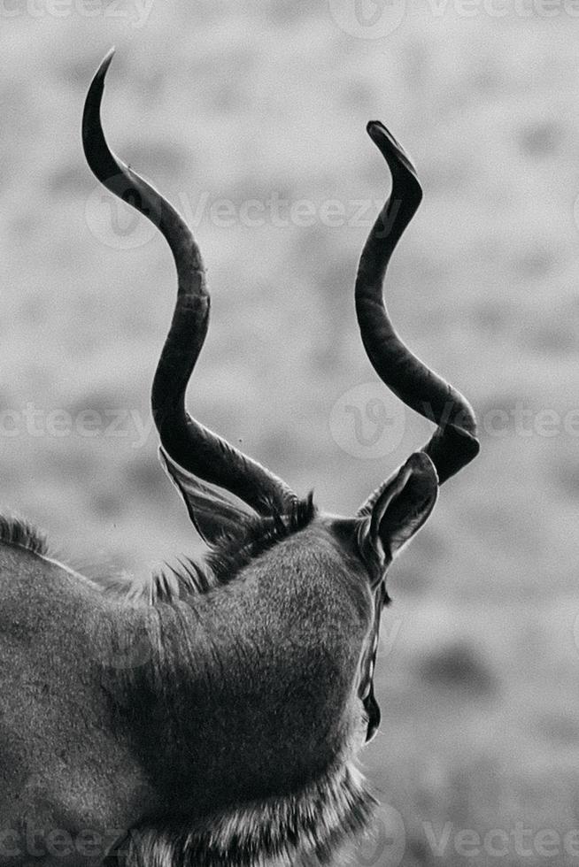 Kudu, South Africa photo