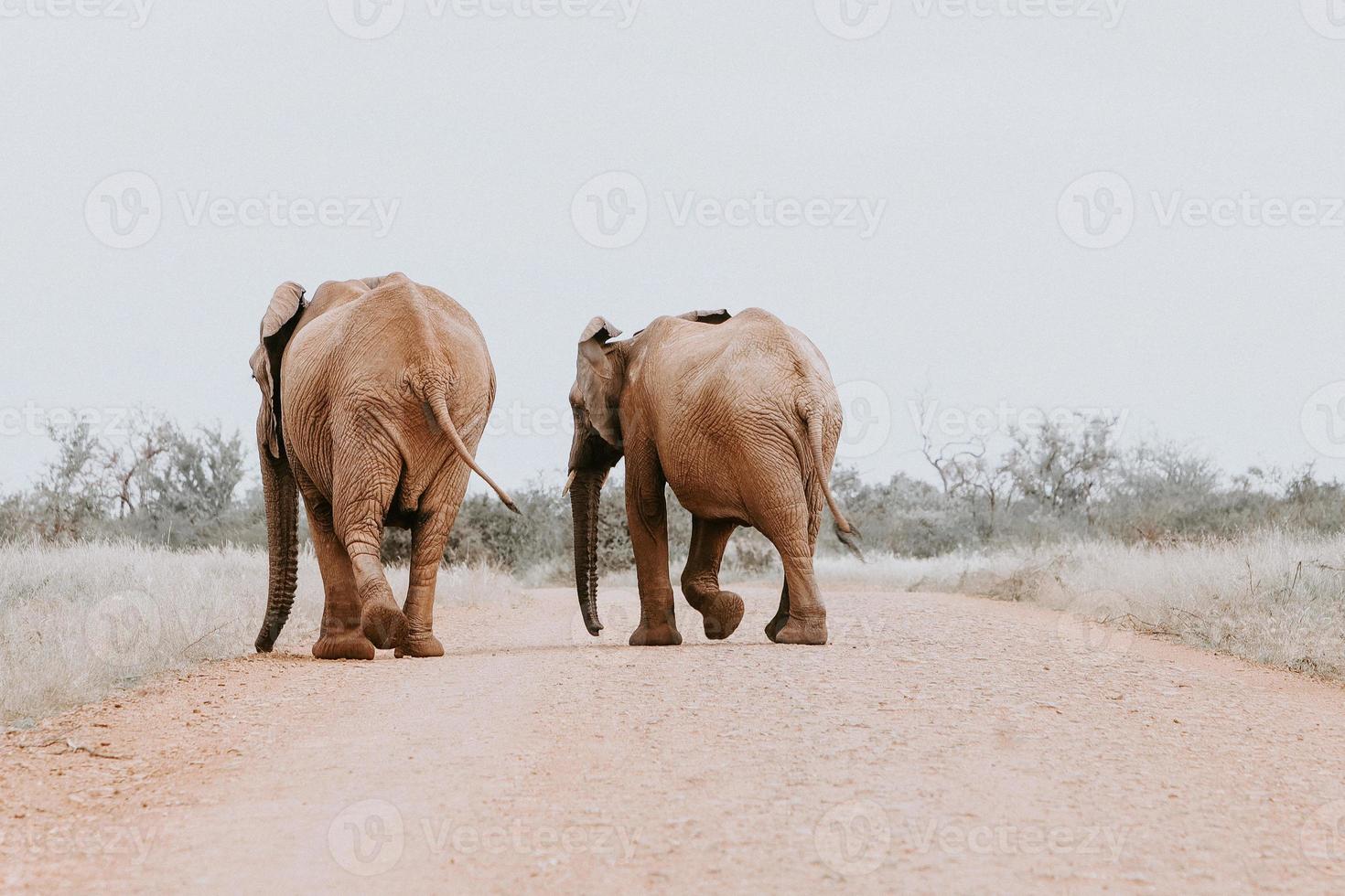 Elephants walking into the wild photo