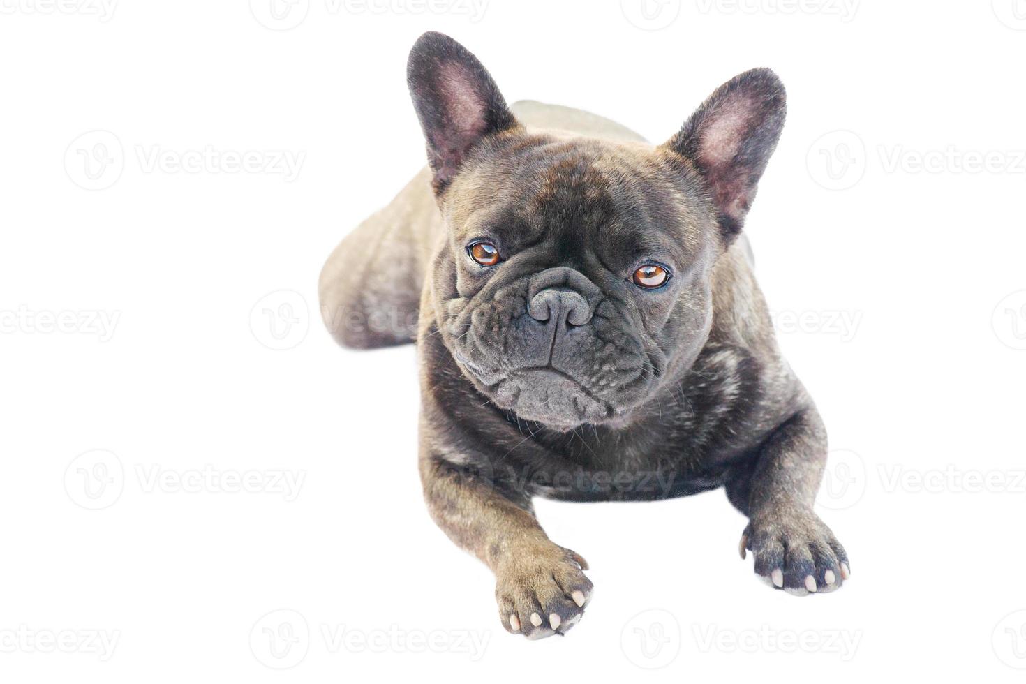 The dog is isolated on a white background. Portrait of a black French bulldog with brindle color. photo