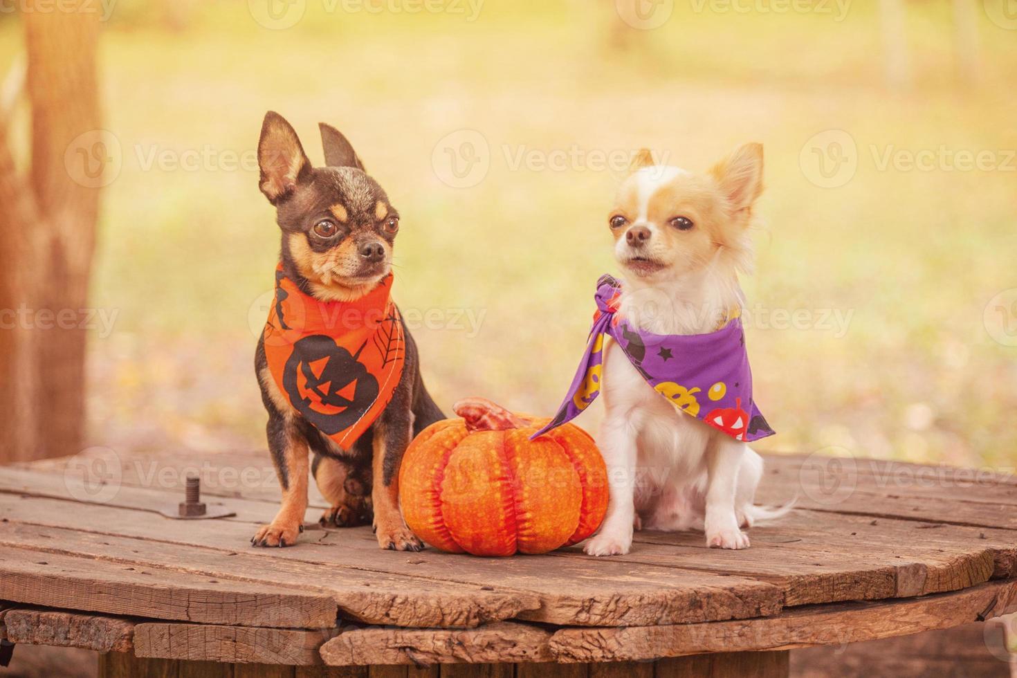 Two mini chihuahuas in Halloween bandanas near a toy pumpkin. Halloween concept. photo