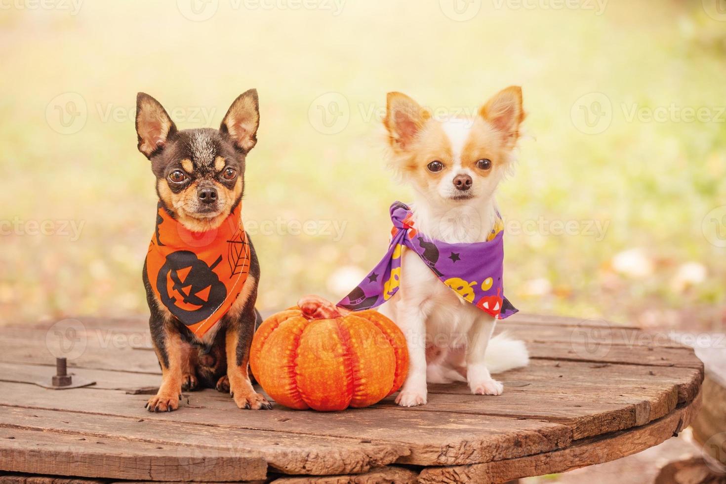 Two dogs with a pumpkin. Black and white chihuahua in halloween bandanas. photo