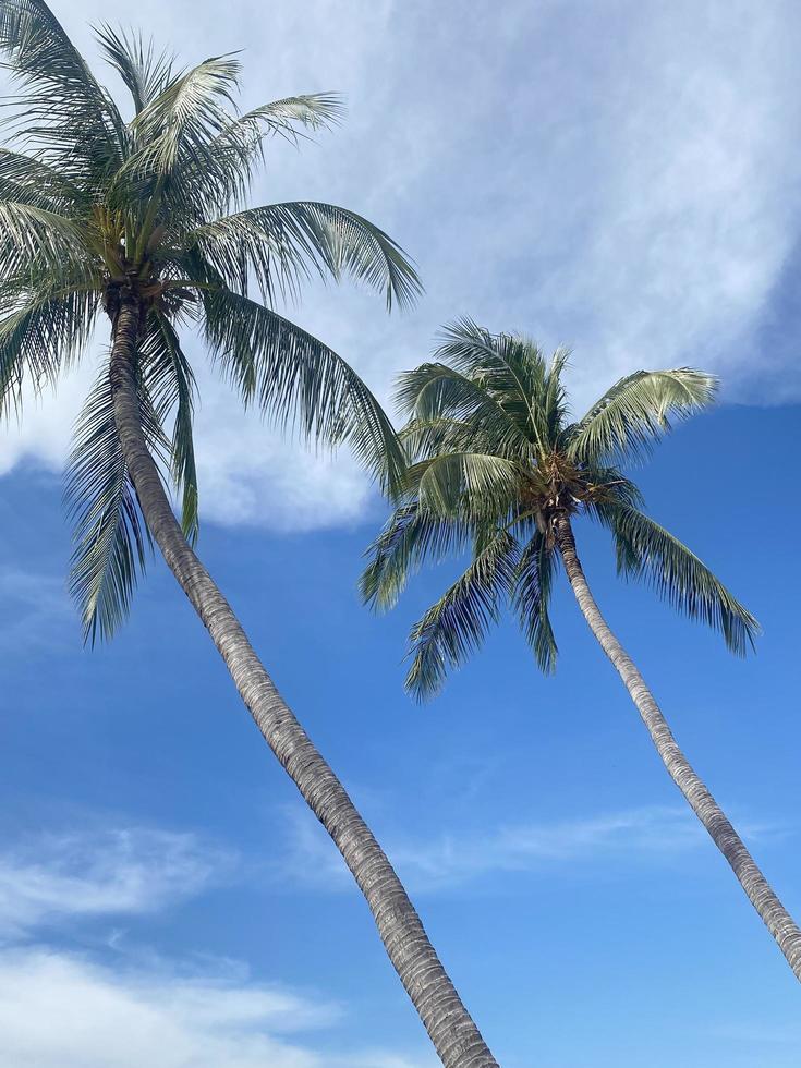 Beautiful coconut palm trees on blue sky background photo