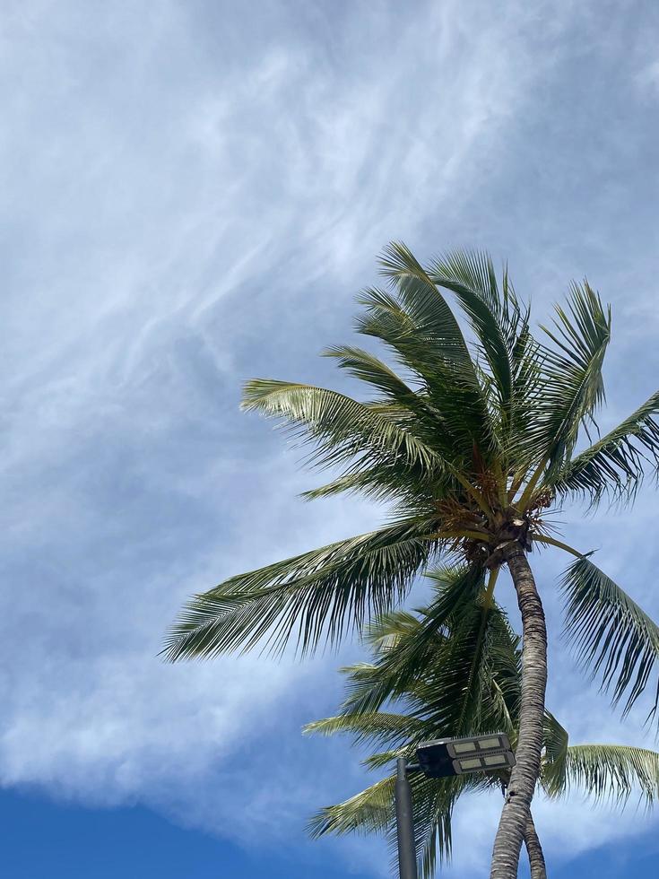 hermosas palmeras de coco sobre fondo de cielo azul foto